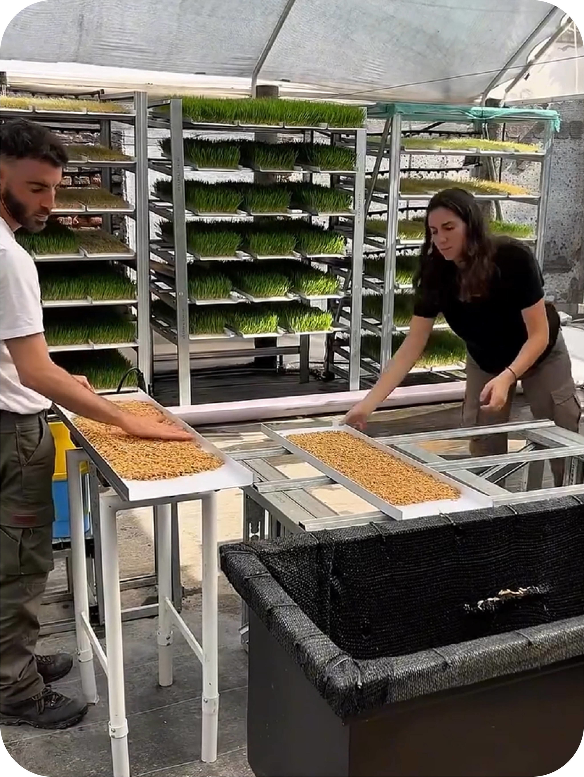 Estefi y Nico trabajando en hidroponía